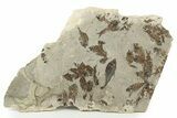 Fossil Fish (Knightia & Diplomystus) Mortality Plate - Wyoming #257198-1
